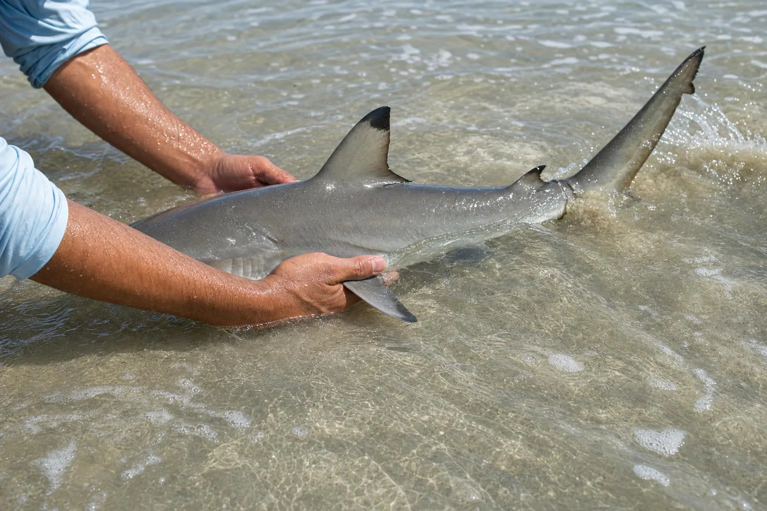 Concept image of hands guiding a shark back into shallow water for release